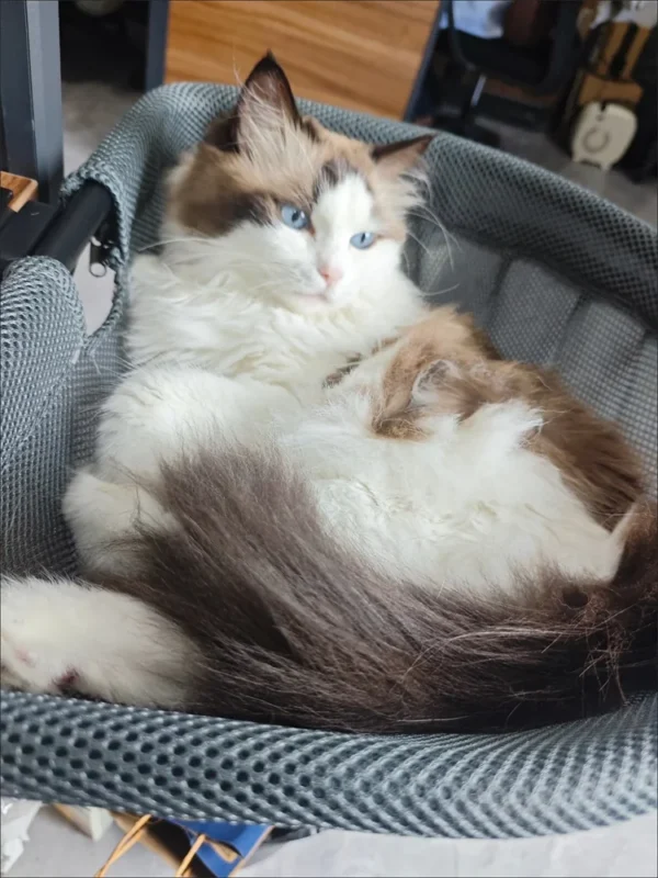 White and brown cat curled up in the mesh side of a desk bed