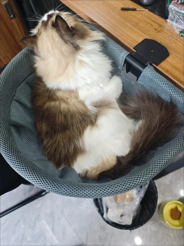 Fluffy cat sitting in a gray mesh bed beside a wooden desk