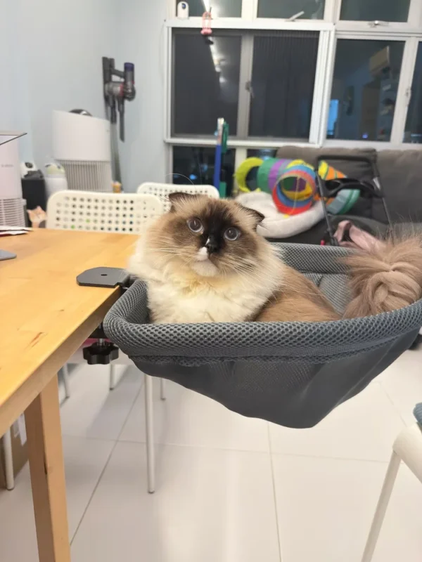 Long-haired cat resting in a bed clamped to a table