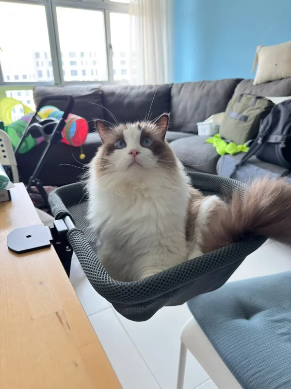 Blue-eyed cat sitting in a desk-mounted mesh bed