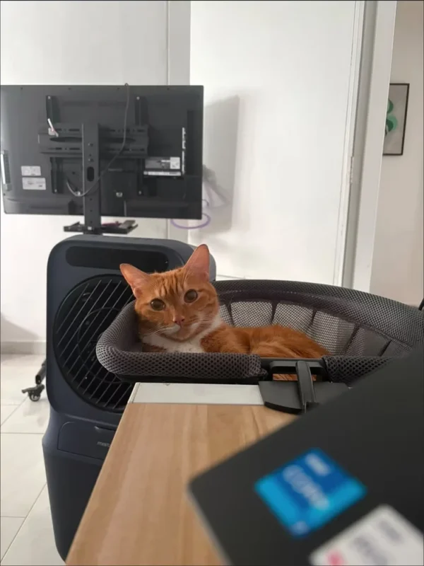 Orange tabby resting beside a desk in a gray mesh bed