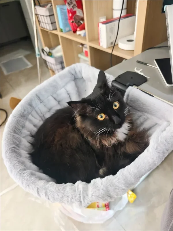 Black and brown cat sitting in the soft-lined side of the bed