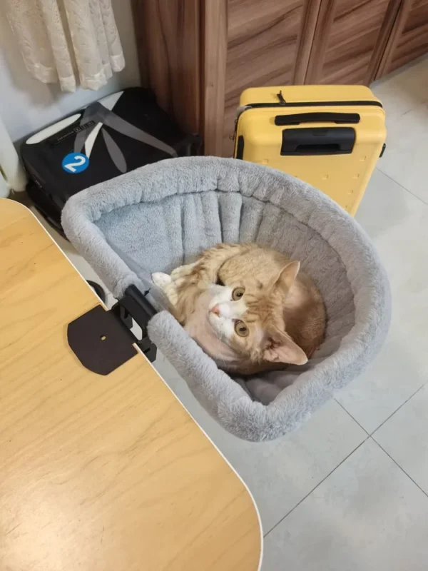 Orange tabby curled up in a soft gray desk bed