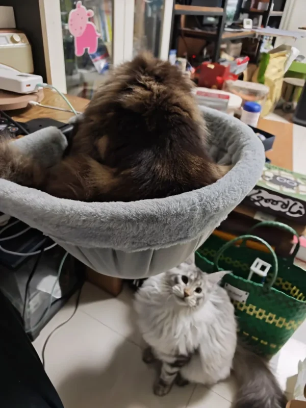 Two cats beside a desk with one resting in the mounted bed