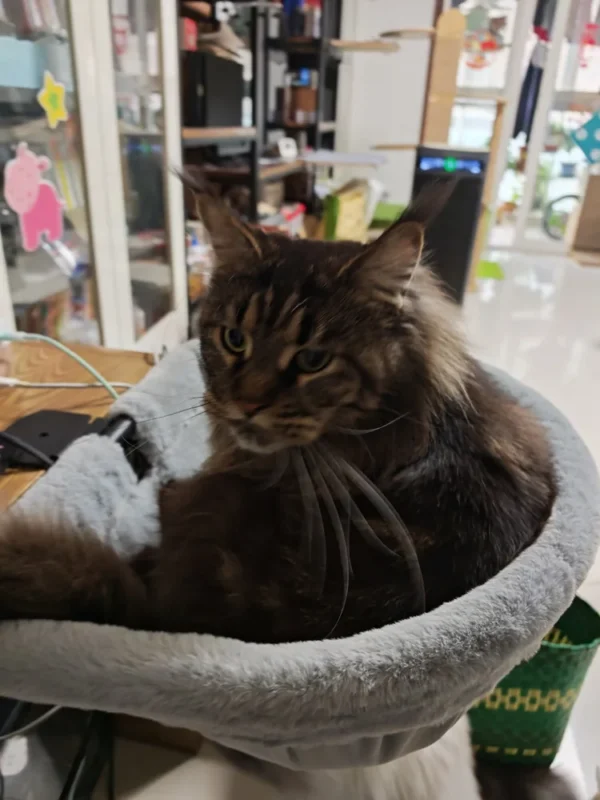 Long-haired tabby sitting in a plush-lined desk bed