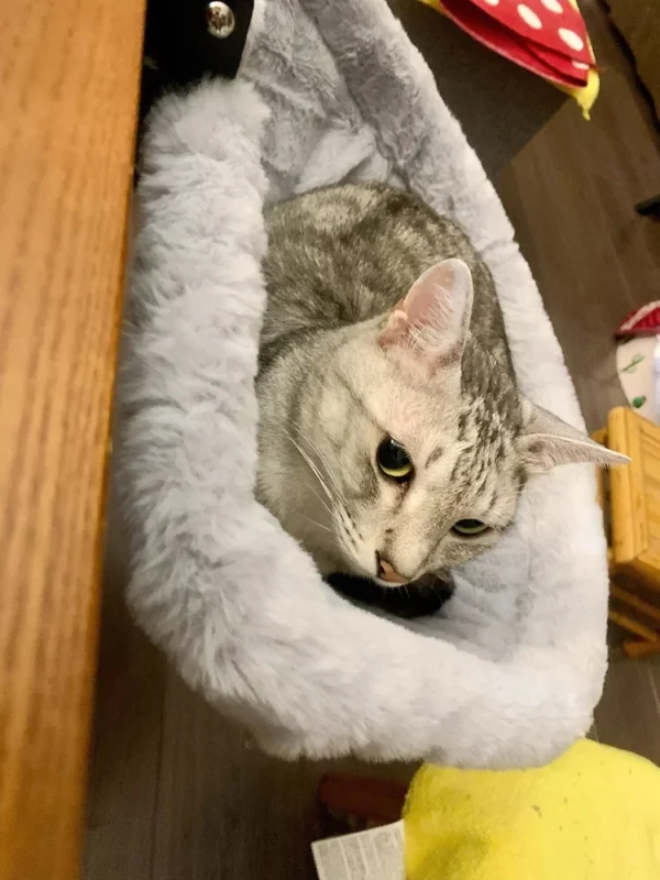 Silver tabby relaxing beside a wooden desktop